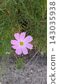 Cosmos flower and little bee 143035938