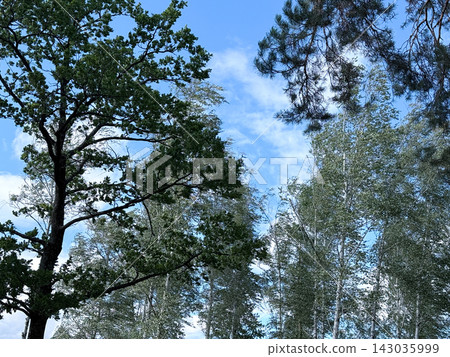 Mixed Forest Canopy Framing Bright Blue Summer Sky Mixed Forest Canopy Framing Bright Blue Summer Sky 143035999