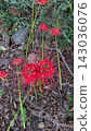 red spider lily 143036076