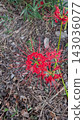 red spider lily 143036077
