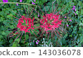 red spider lily 143036078