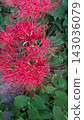 red spider lily 143036079