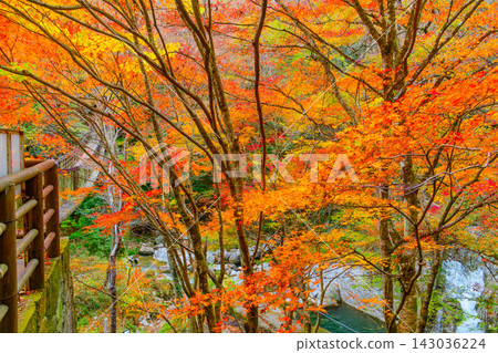 A beautiful scene captured in late November near the Shiomitaki suspension bridge in Hananuki Valley, showing the flow of the Hananuki River through the autumn leaves and trees. 143036224