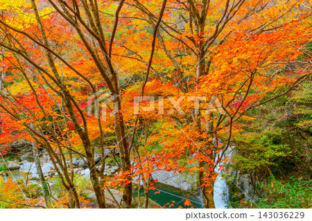 A scene captured in the cloudy Hananuki Valley, with the Shiomi Falls slightly visible below, beyond the beautifully subdued autumn foliage of the trees. A scene captured in the cloudy Hananuki Valley, with the Shiomi Falls slightly visible below, beyond the beautifully subdued autumn foliage of the trees. 143036229