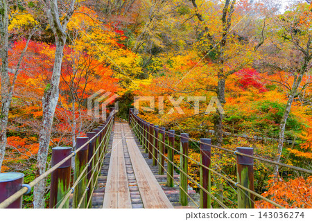 A beautiful, serene scene in the Hananuki Valley under a cloudy sky, capturing the suspension bridge extending beyond the Shiomitaki Suspension Bridge and the surrounding autumn foliage. A beautiful, serene scene in the Hananuki Valley under a cloudy sky, capturing the suspension bridge extending beyond the Shiomitaki Suspension Bridge and the surrounding autumn foliage. 143036274