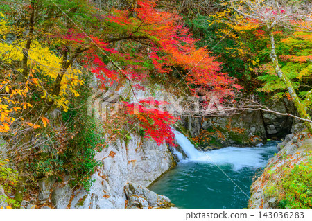 A beautifully serene scene captured from a suspension bridge over the cloudy Hananuki Valley, showing the Shiomi Falls flowing through the autumn foliage forest. A beautifully serene scene captured from a suspension bridge over the cloudy Hananuki Valley, showing the Shiomi Falls flowing through the autumn foliage forest. 143036283