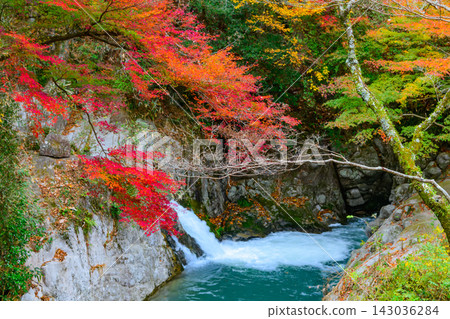 A beautifully serene scene captured from a suspension bridge over the cloudy Hananuki Valley, showing the Shiomi Falls flowing through the autumn foliage forest. A beautifully serene scene captured from a suspension bridge over the cloudy Hananuki Valley, showing the Shiomi Falls flowing through the autumn foliage forest. 143036284