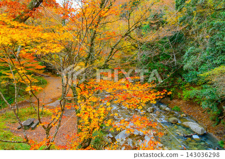 A beautiful, serene scene captured from a suspension bridge over the cloudy Hananuki Valley, showing the stunning autumn foliage and the Hananuki River flowing through it. A beautiful, serene scene captured from a suspension bridge over the cloudy Hananuki Valley, showing the stunning autumn foliage and the Hananuki River flowing through it. 143036298