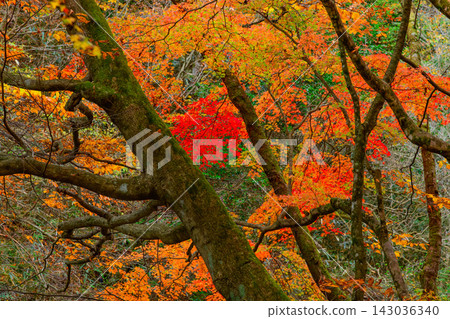 A beautifully serene scene captured from the walking path of Hananuki Valley under a cloudy sky, showcasing the forest of trees with their vibrant autumn colors. A beautifully serene scene captured from the walking path of Hananuki Valley under a cloudy sky, showcasing the forest of trees with their vibrant autumn colors. 143036340