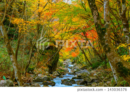 A beautiful scene capturing the clear waters of the Hananuki River flowing through the rocks amidst a forest of beautiful autumn leaves in the cloudy Hananuki Valley. A beautiful scene capturing the clear waters of the Hananuki River flowing through the rocks amidst a forest of beautiful autumn leaves in the cloudy Hananuki Valley. 143036376