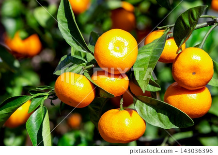 Orange garden Orange garden 143036396