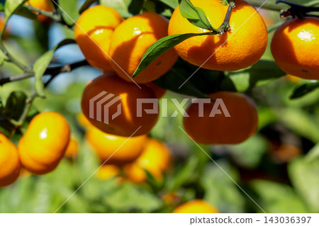 Orange garden Orange garden 143036397