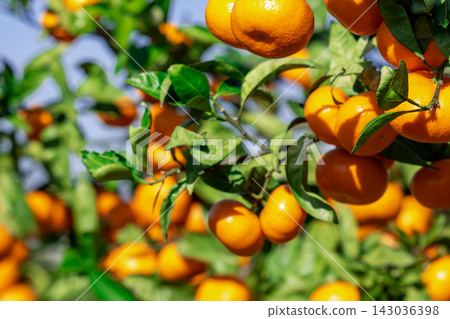 Orange garden Orange garden 143036398
