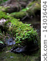 Moss and weeds growing on tree roots extending into the stream 143036404