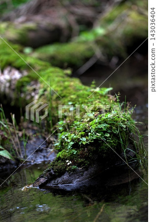 Moss and weeds growing on tree roots extending into the stream Moss and weeds growing on tree roots extending into the stream 143036404