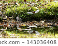 Parus who came to bathe 143036408