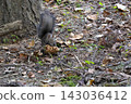 A Hokkaido squirrel holding a pine nut in its mouth. 143036412