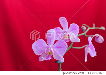 Close-up of lilac flowers and buds on a Phalaenopsis orchid branch on a rich red background, concept of exotic beauty, tenderness, and passion. Close-up of lilac flowers and buds on a Phalaenopsis orchid branch on a rich red background, concept of exotic beauty, tenderness, and passion. 143036469