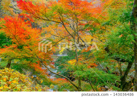陰天下,花貫谷美麗的秋葉呈現出寧靜雅緻的景象。 陰天下,花貫谷美麗的秋葉呈現出寧靜雅緻的景象。 143036486
