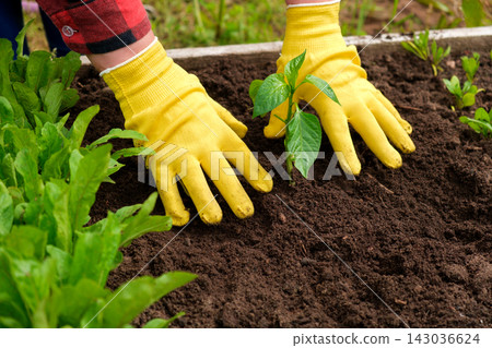 Hand of gardener seedling young vegetable plant in the fertile soil. Woman's hands in yellow gloves and red shirt is gardening. Female farmer planting peppers in the ground. Organic Cultivation Hand of gardener seedling young vegetable plant in the fertile soil. Woman's hands in yellow gloves and red shirt is gardening. Female farmer planting peppers in the ground. Organic Cultivation 143036624
