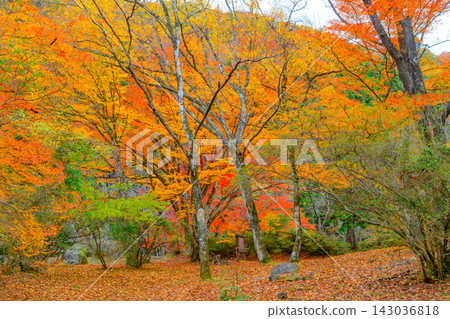 A beautiful and serene scene capturing the vibrant autumn foliage within the grounds of Meibarigafuchi in the cloudy Hananuki Valley. A beautiful and serene scene capturing the vibrant autumn foliage within the grounds of Meibarigafuchi in the cloudy Hananuki Valley. 143036818