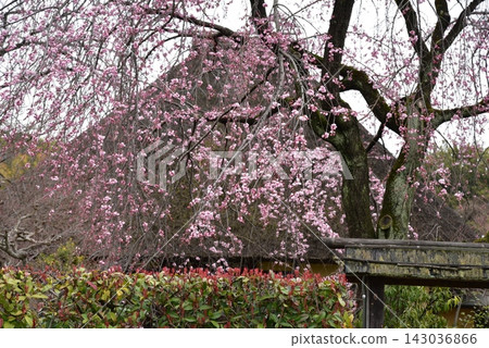 京都會伏見區深草源松庵瑞光寺 京都會伏見區深草源松庵瑞光寺 143036866
