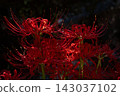 紅蜘蛛百合 143037102