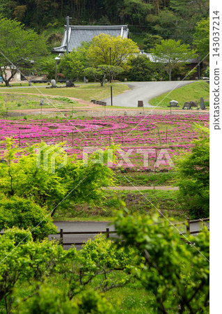 Plum blossoms and moss phlox at Usuki Stone Buddha Park Plum blossoms and moss phlox at Usuki Stone Buddha Park 143037214