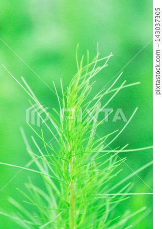 Dog fennel, dogfennel or Eupatorium capillifolium or false dill tree or Asteraceae or anethum Dog fennel, dogfennel or Eupatorium capillifolium or false dill tree or Asteraceae or anethum 143037305
