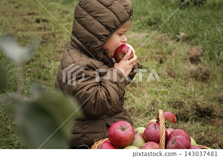 Young Child in the Apple Orchard before Harvesting. Small Toddler Boy Eating a Big Red Apple in the Fruit Garden at Fall Harvest. Basket of Apples on a Foreground. Autumn Cloudy Day, Soft Shadow. 143037481