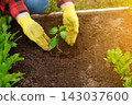 Hand of gardener seedling young vegetable plant in the fertile soil. Woman's hands in yellow gloves and red shirt is gardening. Female farmer planting peppers in the ground. Organic Cultivation 143037600