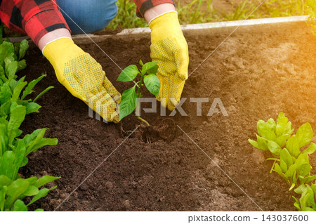 Hand of gardener seedling young vegetable plant in the fertile soil. Woman's hands in yellow gloves and red shirt is gardening. Female farmer planting peppers in the ground. Organic Cultivation Hand of gardener seedling young vegetable plant in the fertile soil. Woman's hands in yellow gloves and red shirt is gardening. Female farmer planting peppers in the ground. Organic Cultivation 143037600
