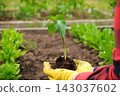 Hand of gardener seedling young vegetable plant in the fertile soil. Woman's hands in yellow gloves and red shirt is gardening. Female farmer planting peppers in the ground. Organic Cultivation 143037602