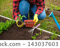 Hand of gardener seedling young vegetable plant in the fertile soil. Woman's hands in yellow gloves and red shirt is gardening. Female farmer planting peppers in the ground. Organic Cultivation 143037603
