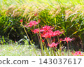 Cluster amaryllis 143037617