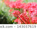 Cluster amaryllis 143037619