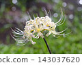 Cluster amaryllis 143037620