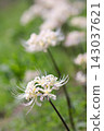 Cluster amaryllis 143037621