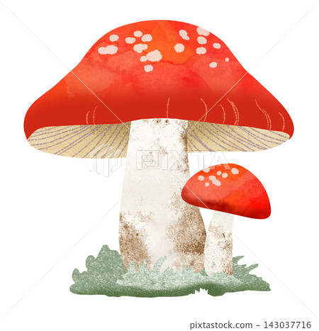 紅蘑菇 紅蘑菇 143037716