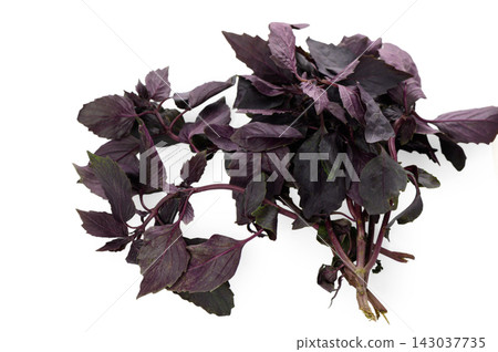 Large Bundle of Fresh Purple Basil on White Background Large Bundle of Fresh Purple Basil on White Background 143037735