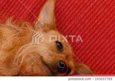 Cute pet photography of a small brown wire-haired terrier resting its head on a red sofa Cute pet photography of a small brown wire-haired terrier resting its head on a red sofa 143037769