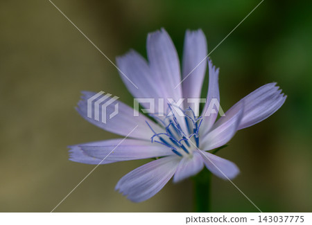 Commercial macro photography of a blooming light purple chicory flower with delicate petals Commercial macro photography of a blooming light purple chicory flower with delicate petals 143037775
