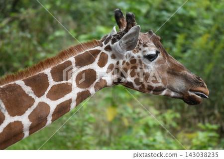 Reticulated giraffe Reticulated giraffe 143038235
