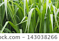 Full frame background texture of vibrant green tall grass blades 143038266