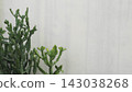Green succulent cactus plants against white wall background with copy space 143038268