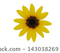 Top view close-up shot of blooming sunflower head on pure black background 143038269