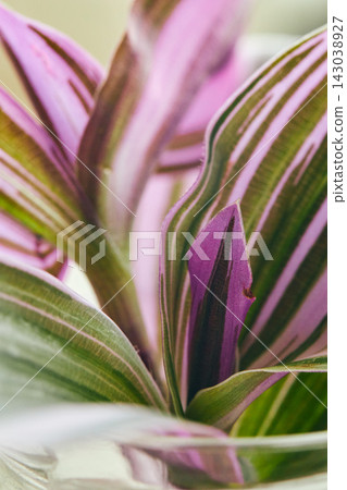 Close-up of striped green and purple leaves of Tradescantia zebrina Close-up of striped green and purple leaves of Tradescantia zebrina 143038927