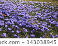 Spring flowerbed of purple crocus flowers. Crocus field 143038945