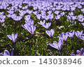 Spring flowerbed of purple crocus flowers. Crocus field 143038946