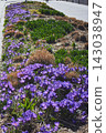 Spring flowerbed of purple crocus flowers. Crocus field 143038947